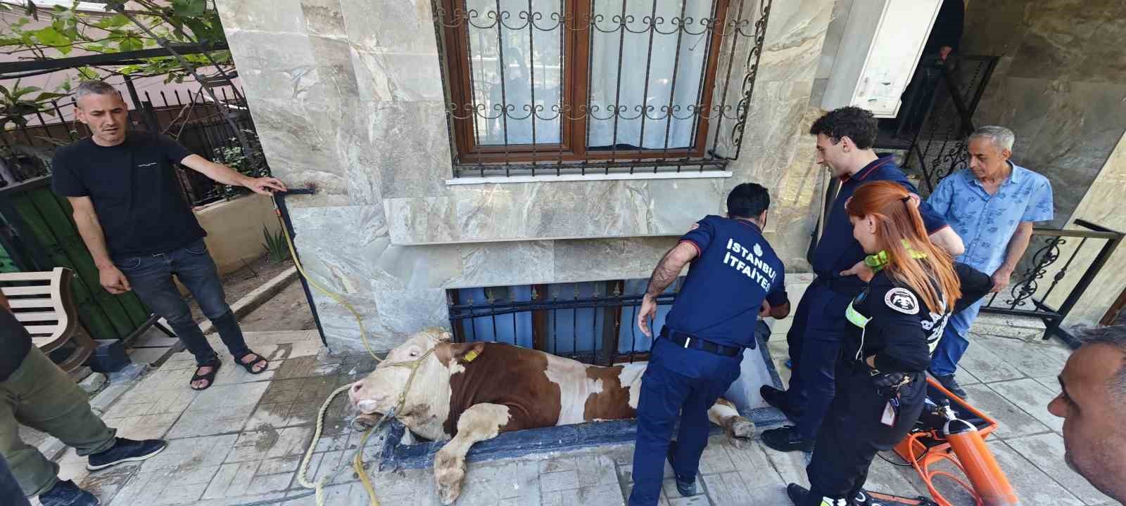 bahcelievlerde-kurbanlik-bogayi-kurtarma-operasyonu