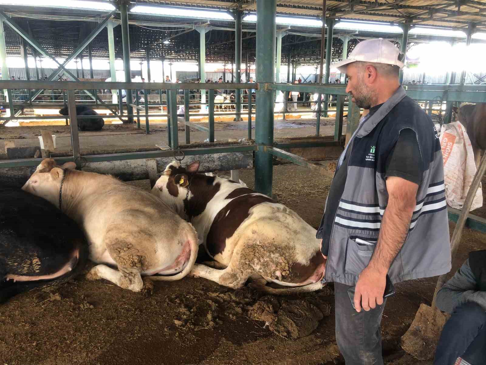 buyukbas-hayvanlar-kendi-maliyetlerini-cikarmiyor