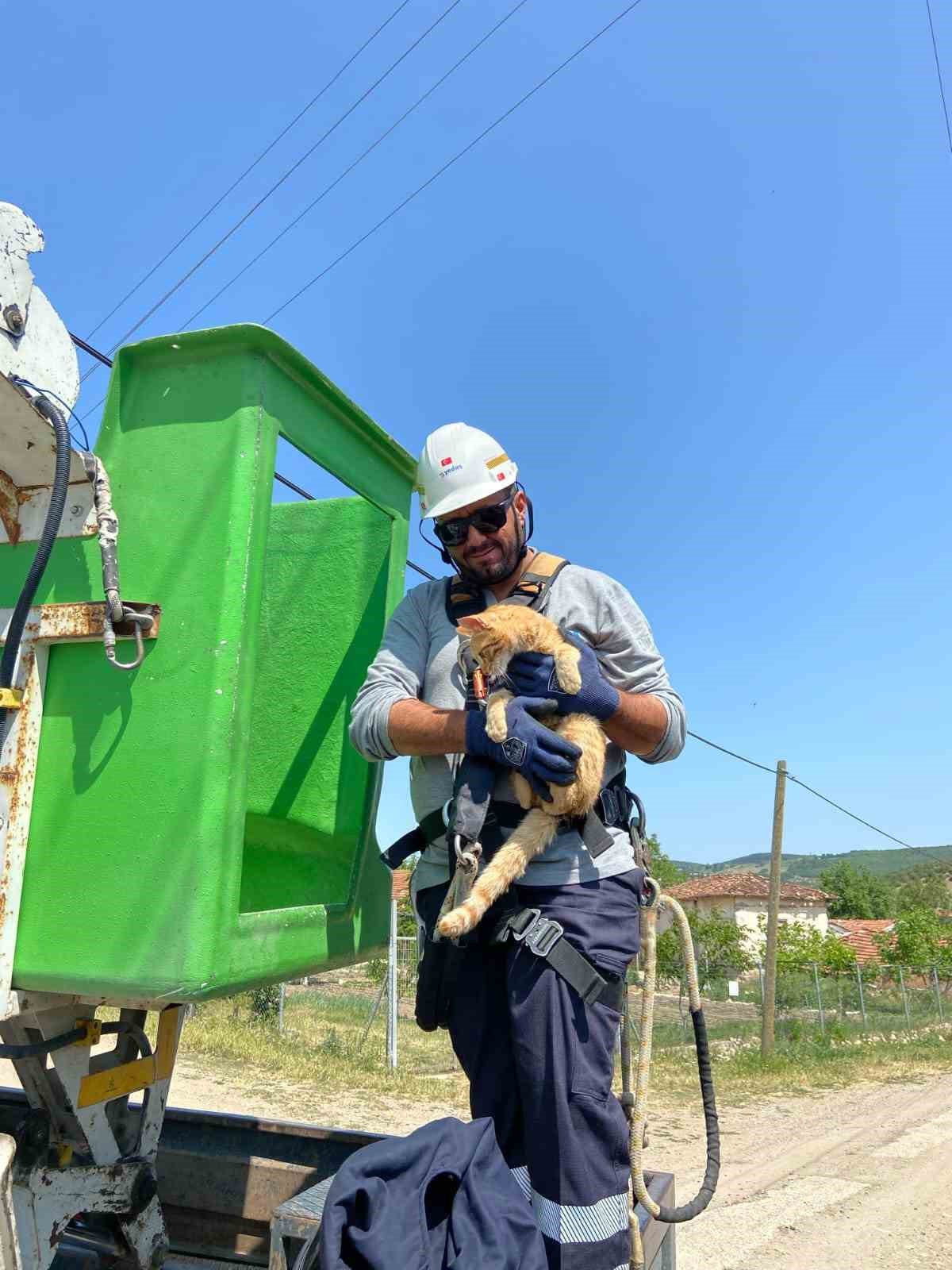 elektrik-direginde-mahsur-kalan-kedi-kurtarildi