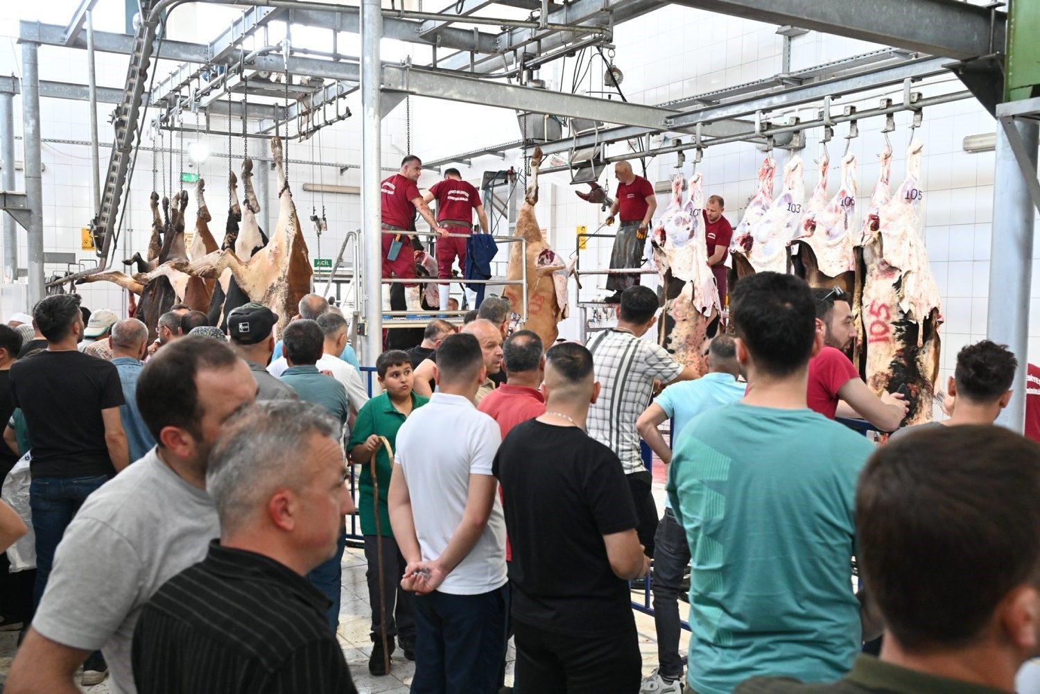 mezbahada-250-buyukbas-kurban-kesimi-gerceklestirildi