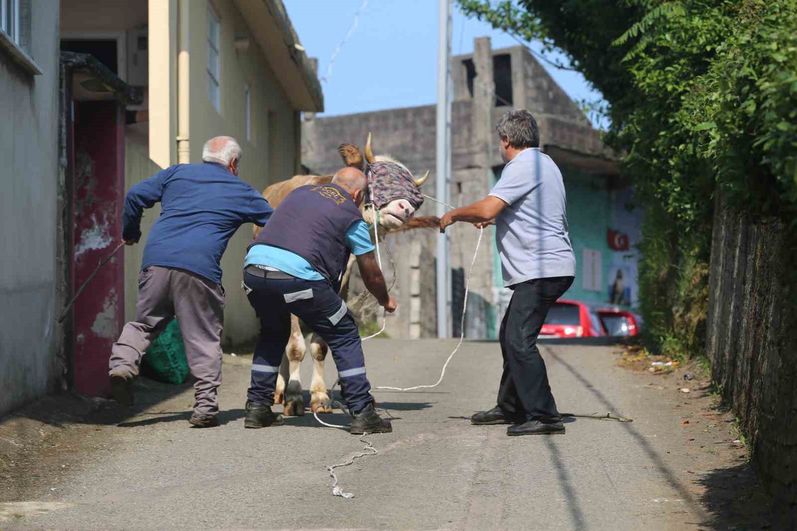 rizede-kacan-kurbanlik-sahiplerini-pesinden-kosturdu