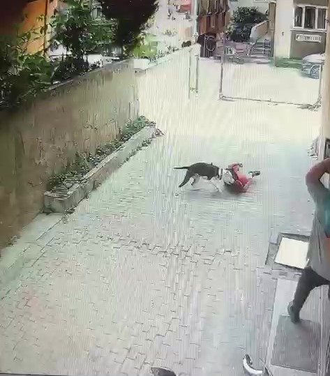 atasehirde-pitbull-cinsi-kopegin-cocuga-saldirdigi-anlar-kamerada