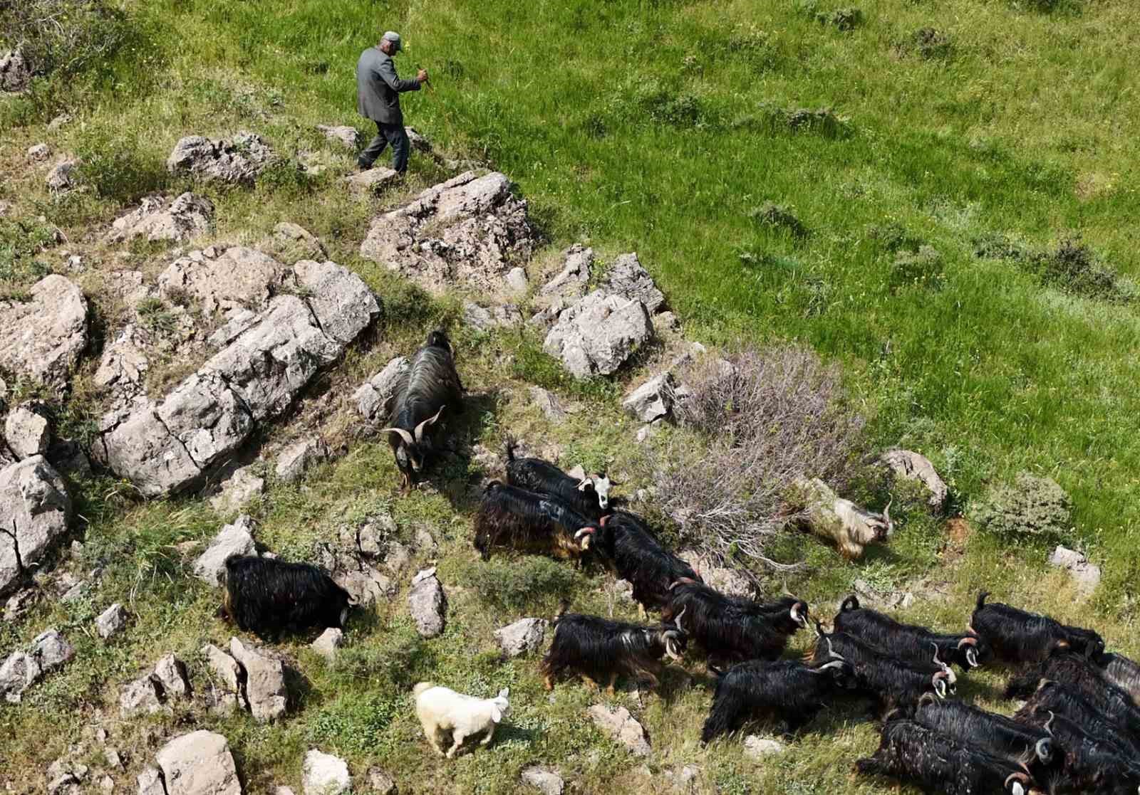 bitliste-kacan-26-kurbanlik-keci-dronla-bulundu