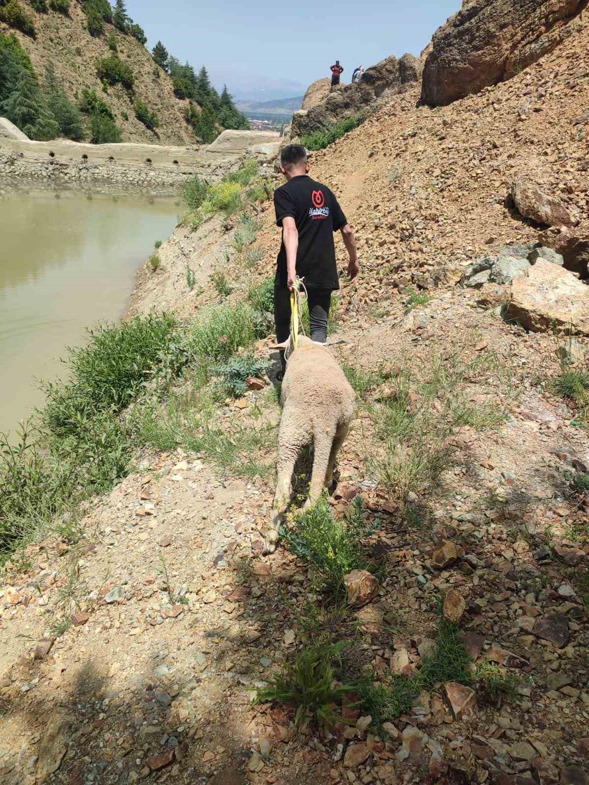 daglik-alanda-mahsur-kalan-kurbanlik-koyunu-ekipler-kurtardi