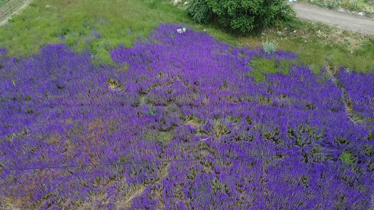 fotograf-meraklilarinin-yeni-gozdesi-hanimeli-cicegi-tarlalari