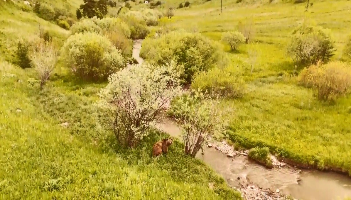 karsta-dogada-dolasan-boz-ayi-havadan-goruntulendi