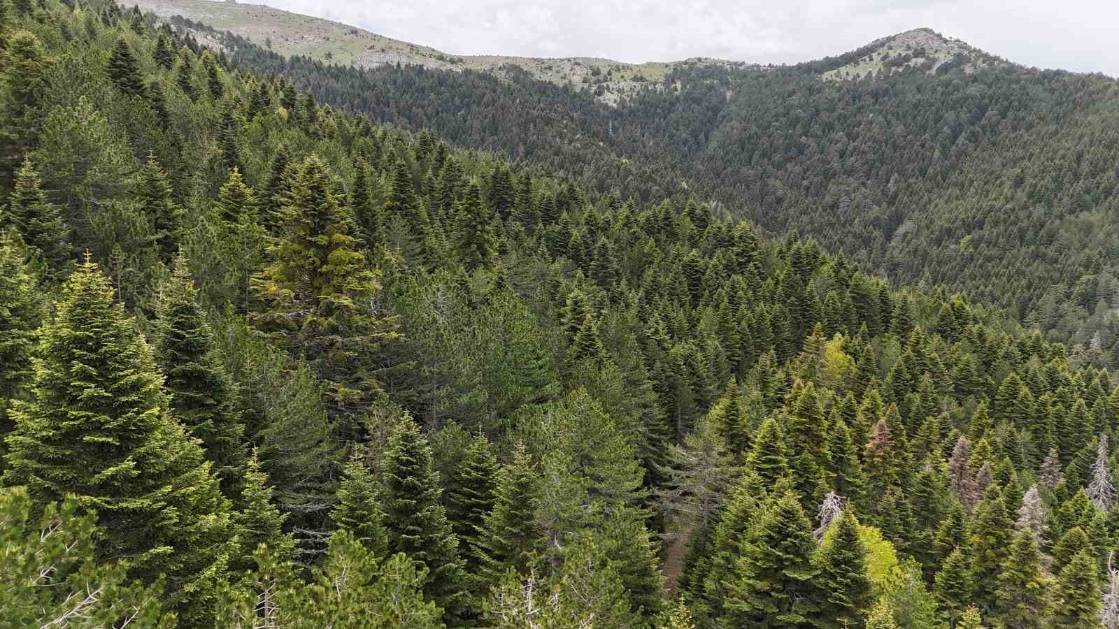 tarihe-yon-veren-agac-kazdagi-goknari