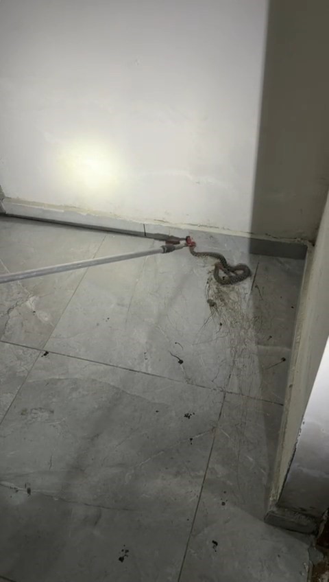 elazigda-apartmanda-gorulen-yilan-panige-neden-oldu