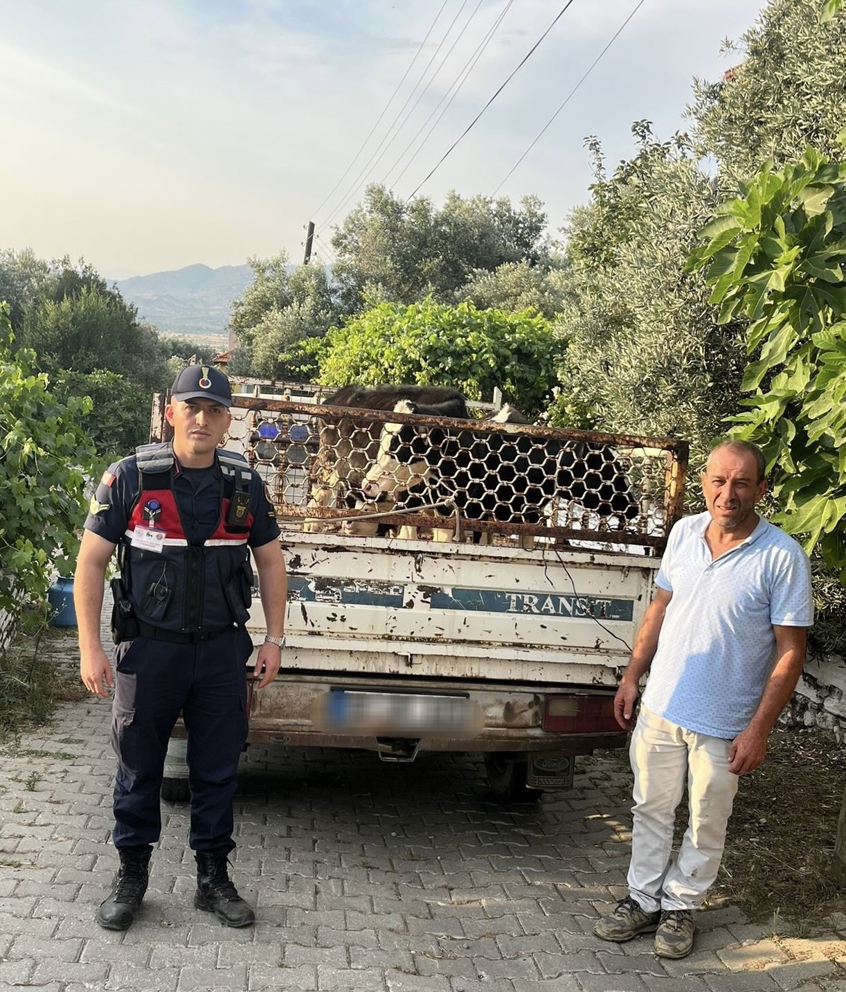 hayvan-hirsizi-jandarmadan-kacamadi