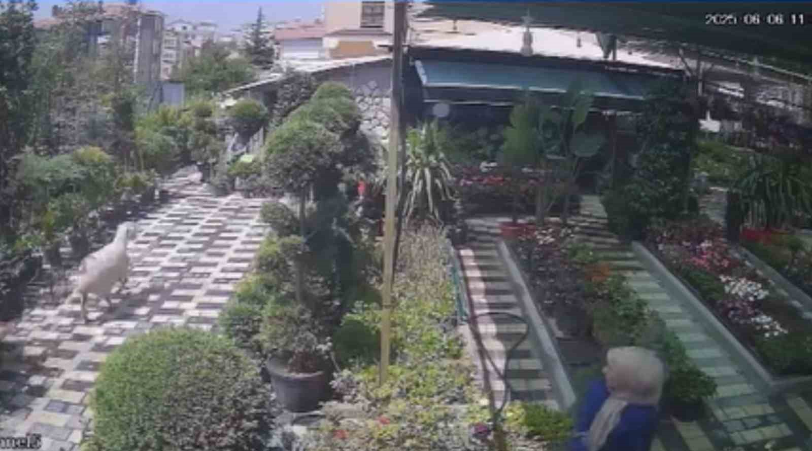 karamanda-firar-eden-kurbanlik-koyun-girdigi-fidanlikta-yakalandi