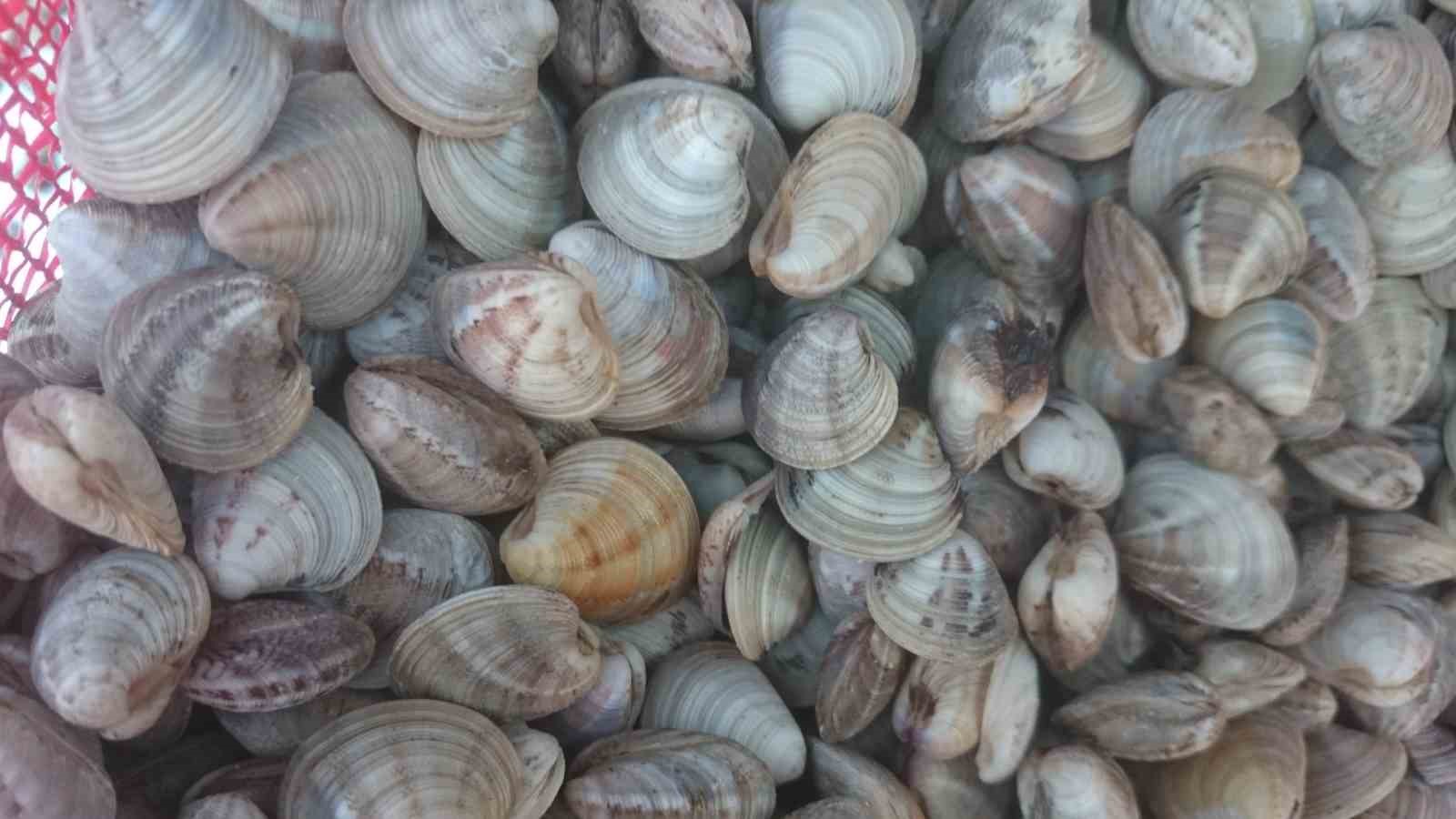 deniz-hiyari-ve-beyaz-kum-midyesi-uretimi-artti