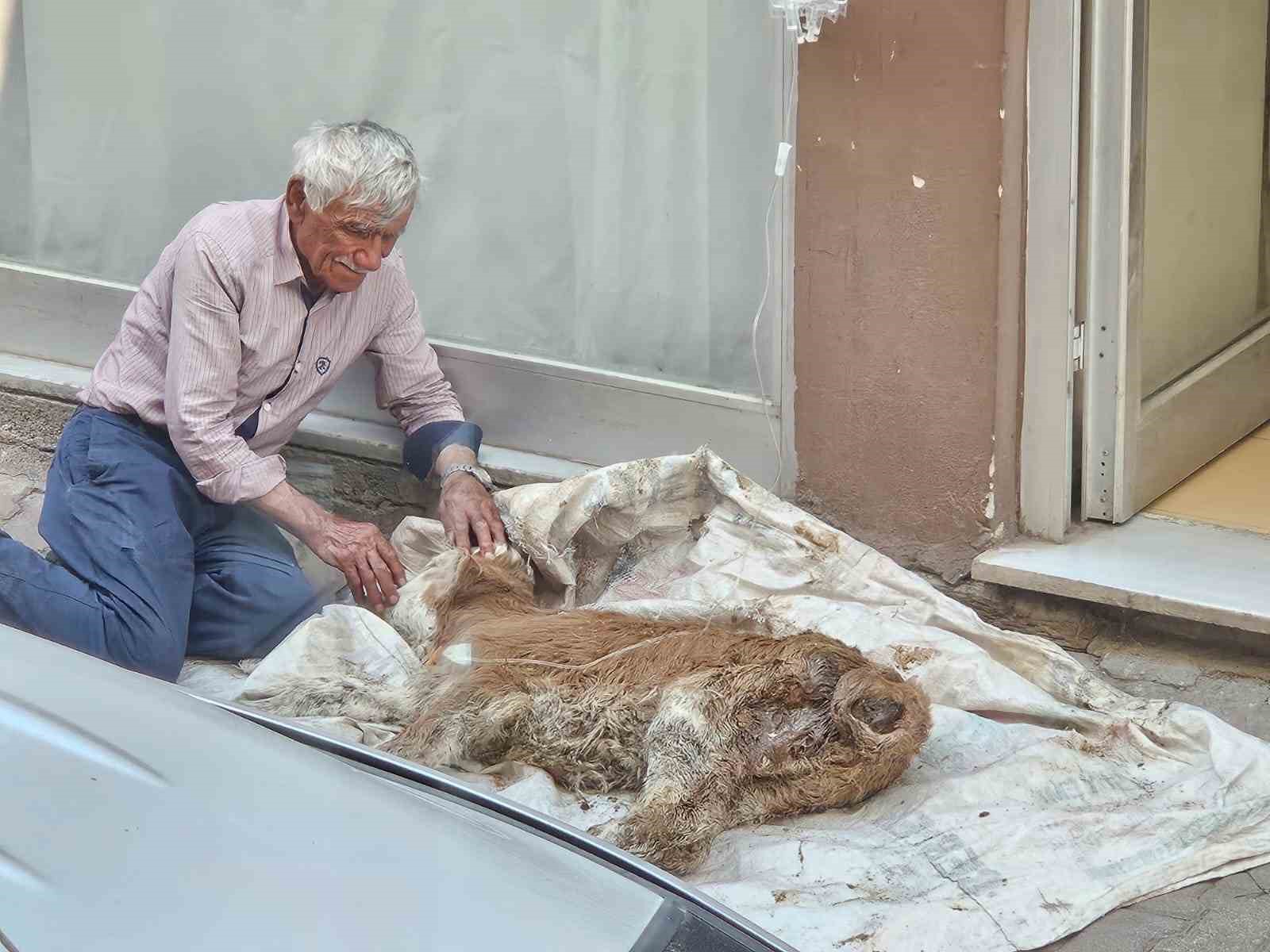 hasta-buzagisina-bebek-gibi-sarildi-basucunda-gozyasi-dokerek-bekledi