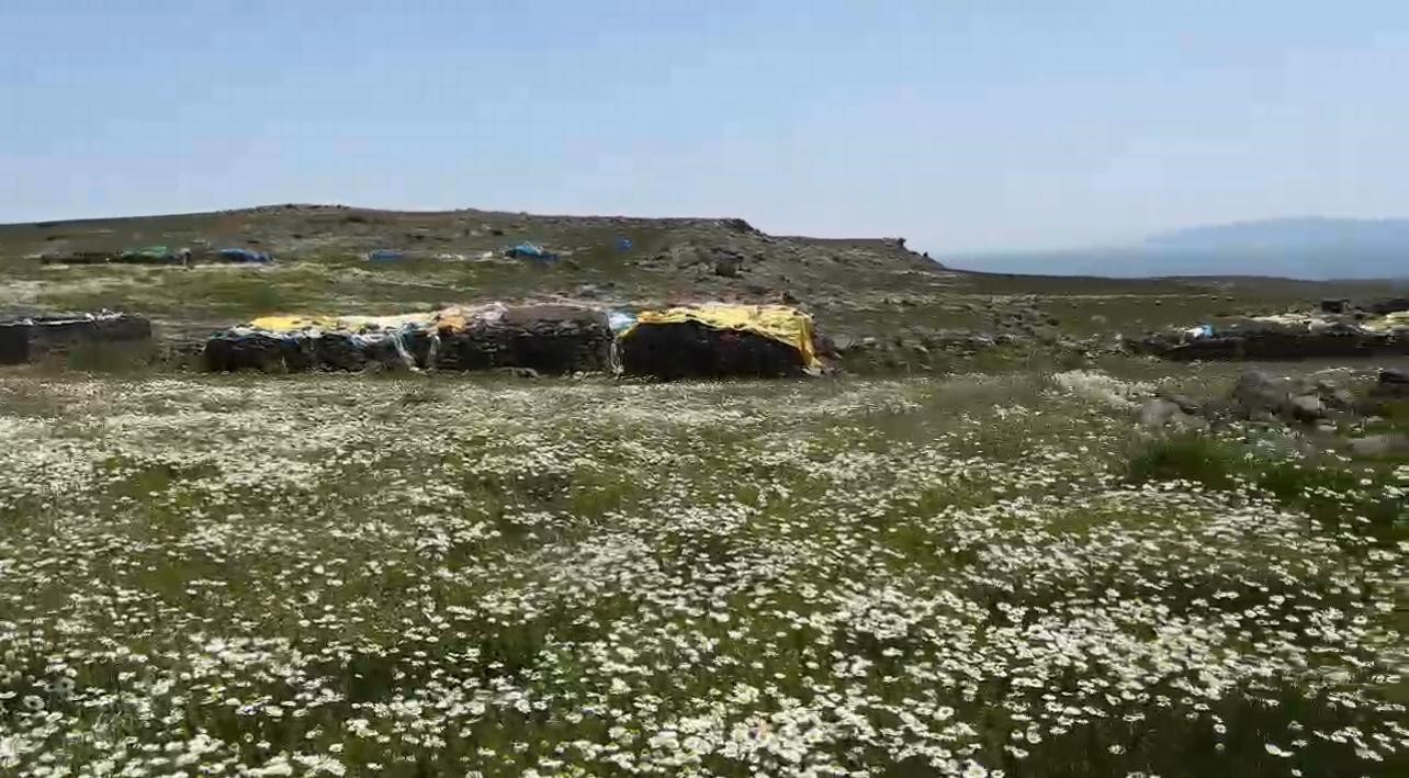 karsta-koyluler-yaylalari-imece-usulu-hazirliyor