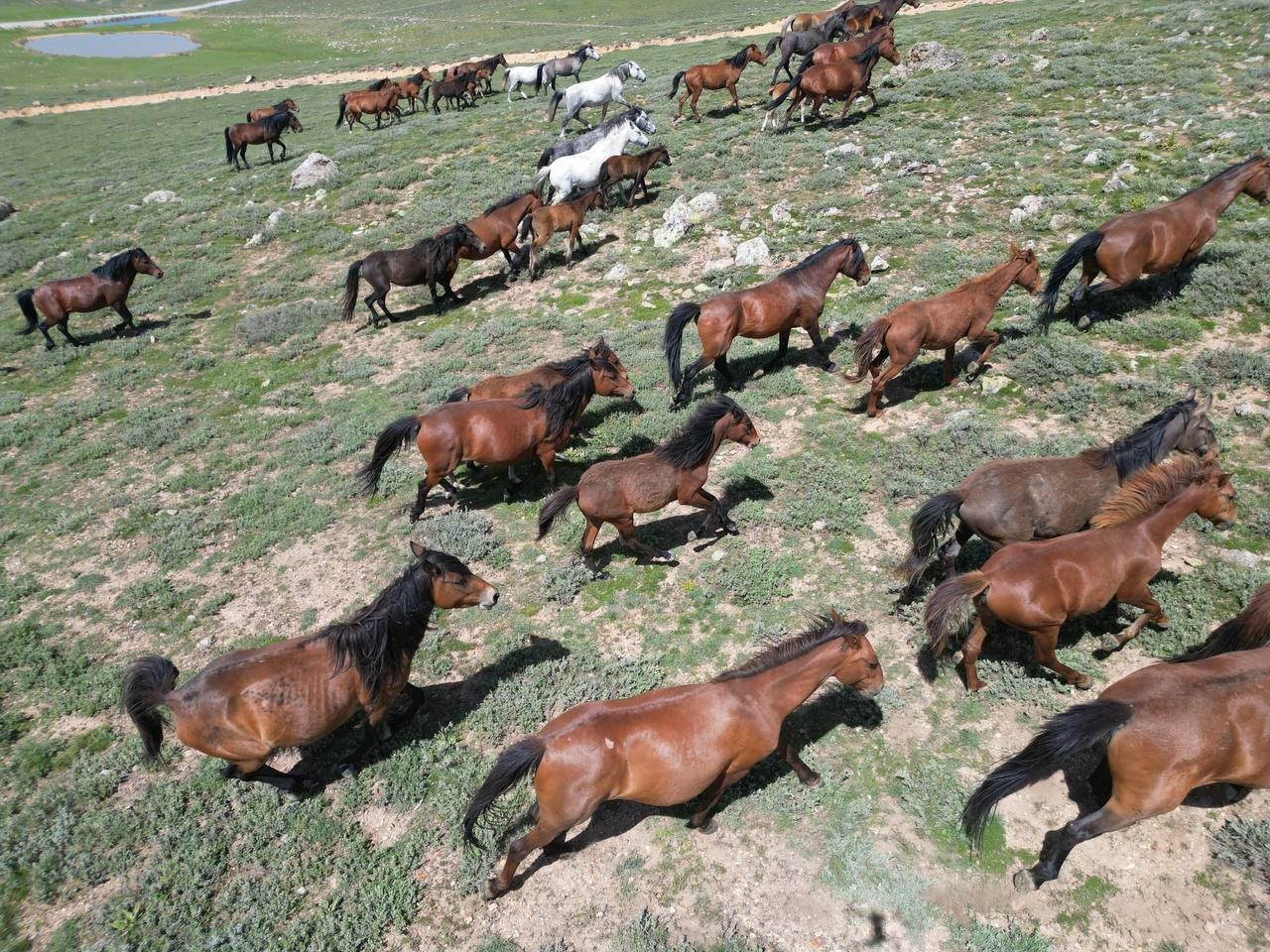 yayladan-asagi-inen-yilki-atlari-dron-ile-goruntulendi