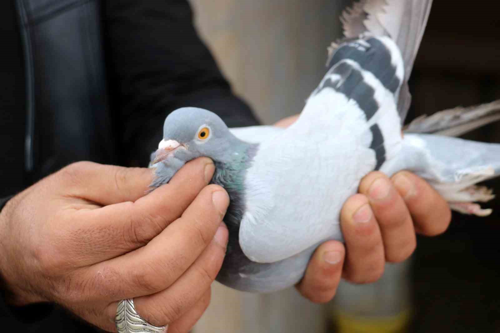 her-gun-kumeslerinin-basina-gelerek-kuslariyla-yakindan-ilgileniyorlar