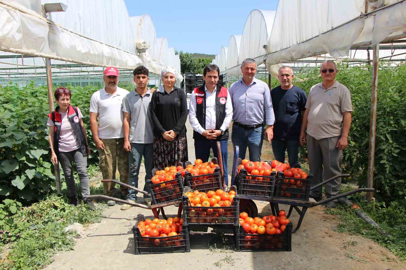 kucuk-antalya-amasyada-domates-hasadi-basladi