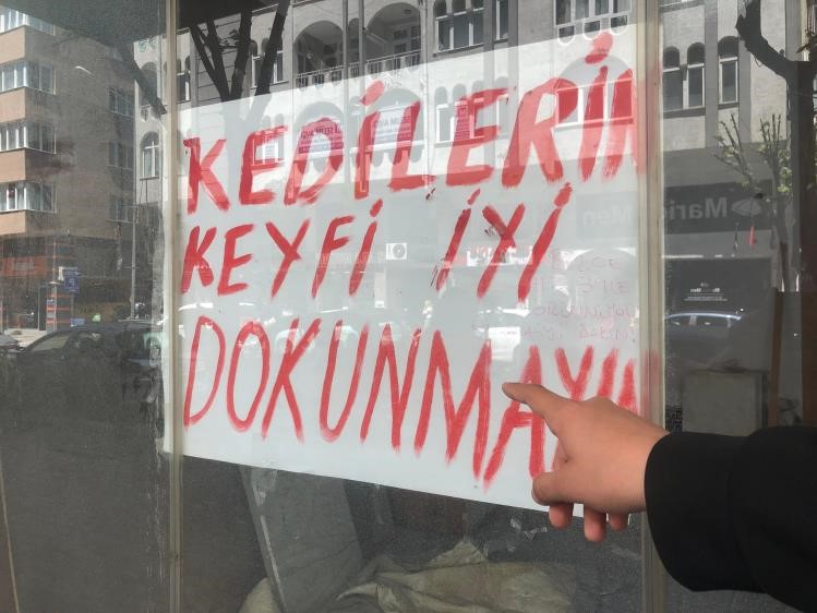 bos-dukkanda-bulunan-kediler-ilginc-bir-tartismaya-yol-acti