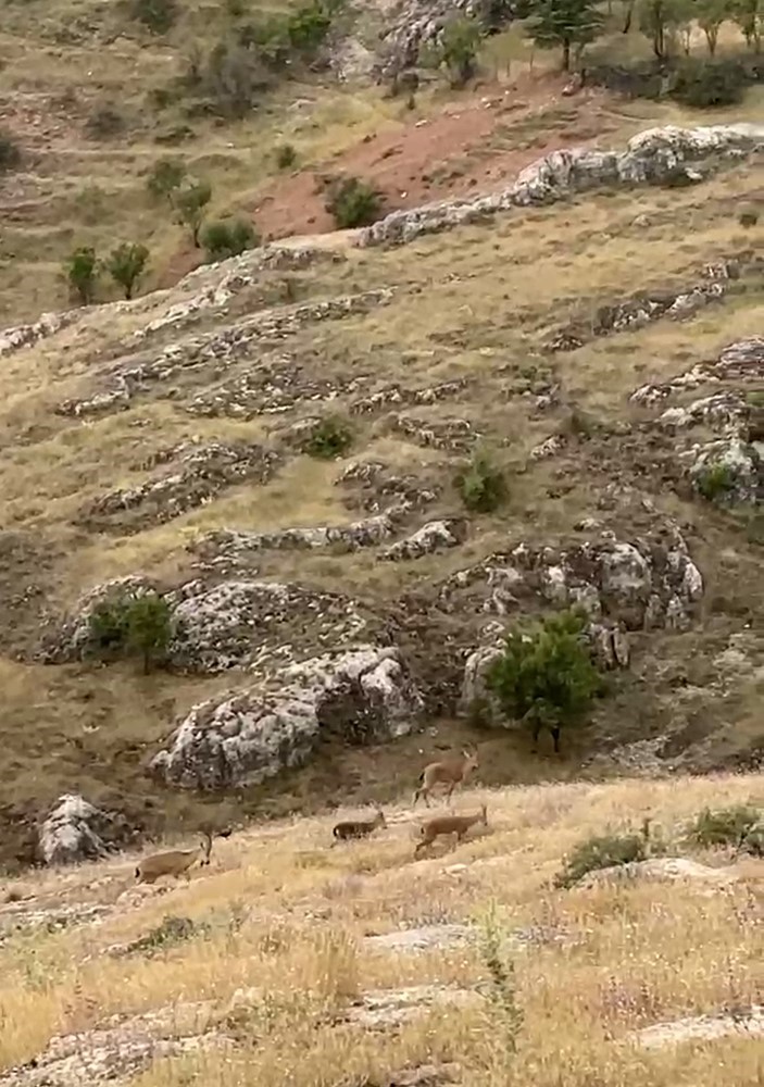 elazigda-dag-kecileri-suru-halinde-goruntulendi