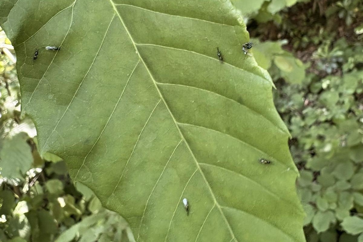 gal-arisiyla-mucadele-edecekler