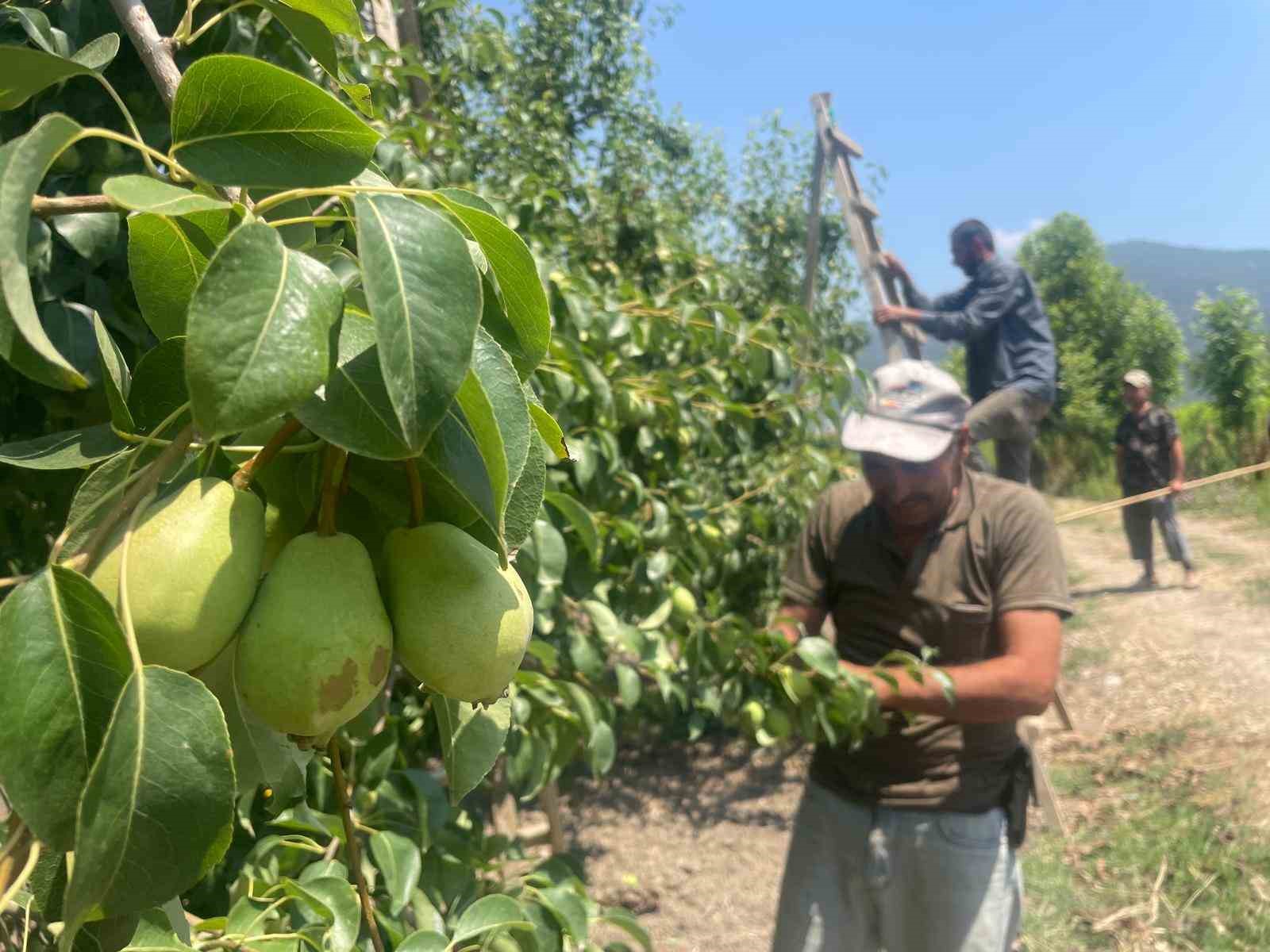 tonlarca-armut-ve-seftaliyi-koparip-yere-atiyorlar