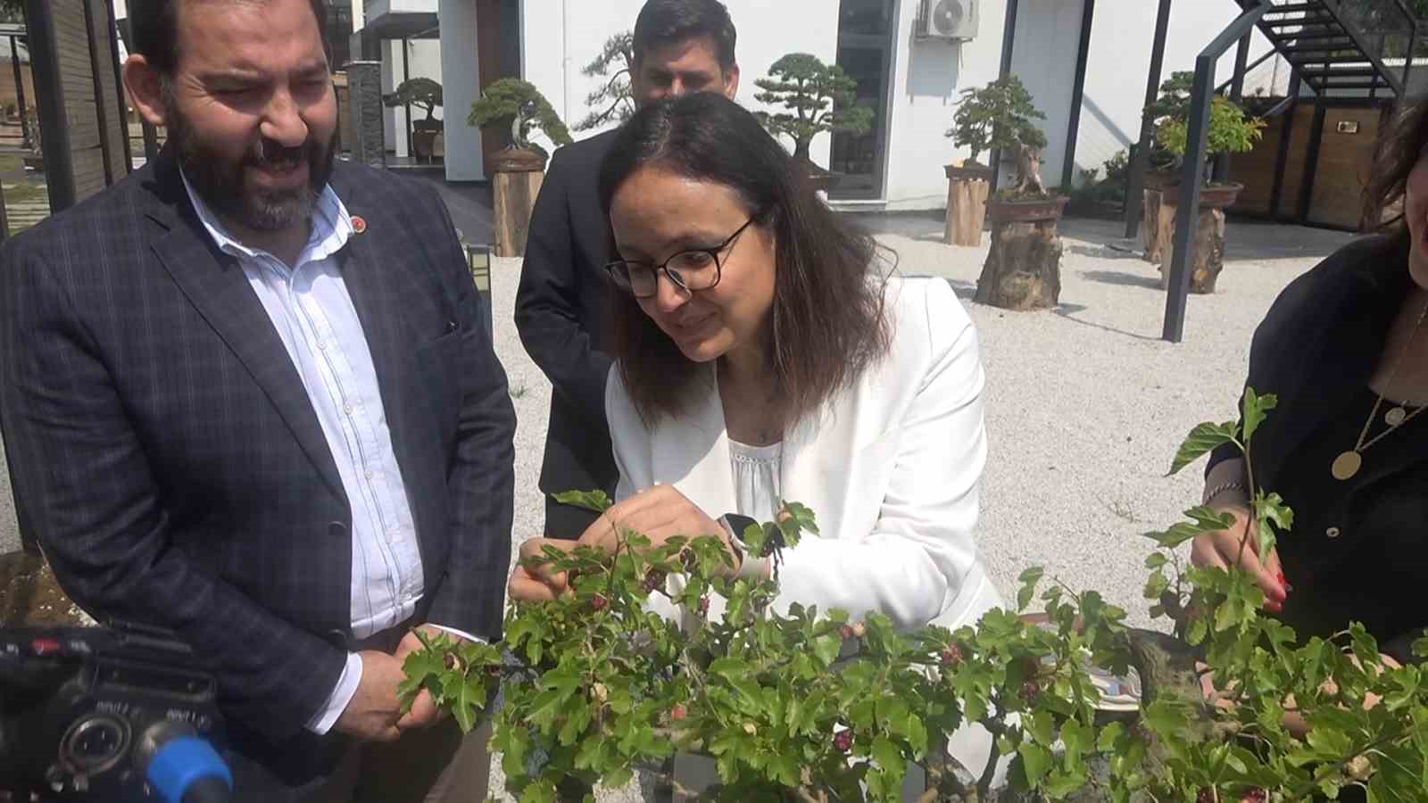 yalova-bonsai-muzesinde-dut-hasadi