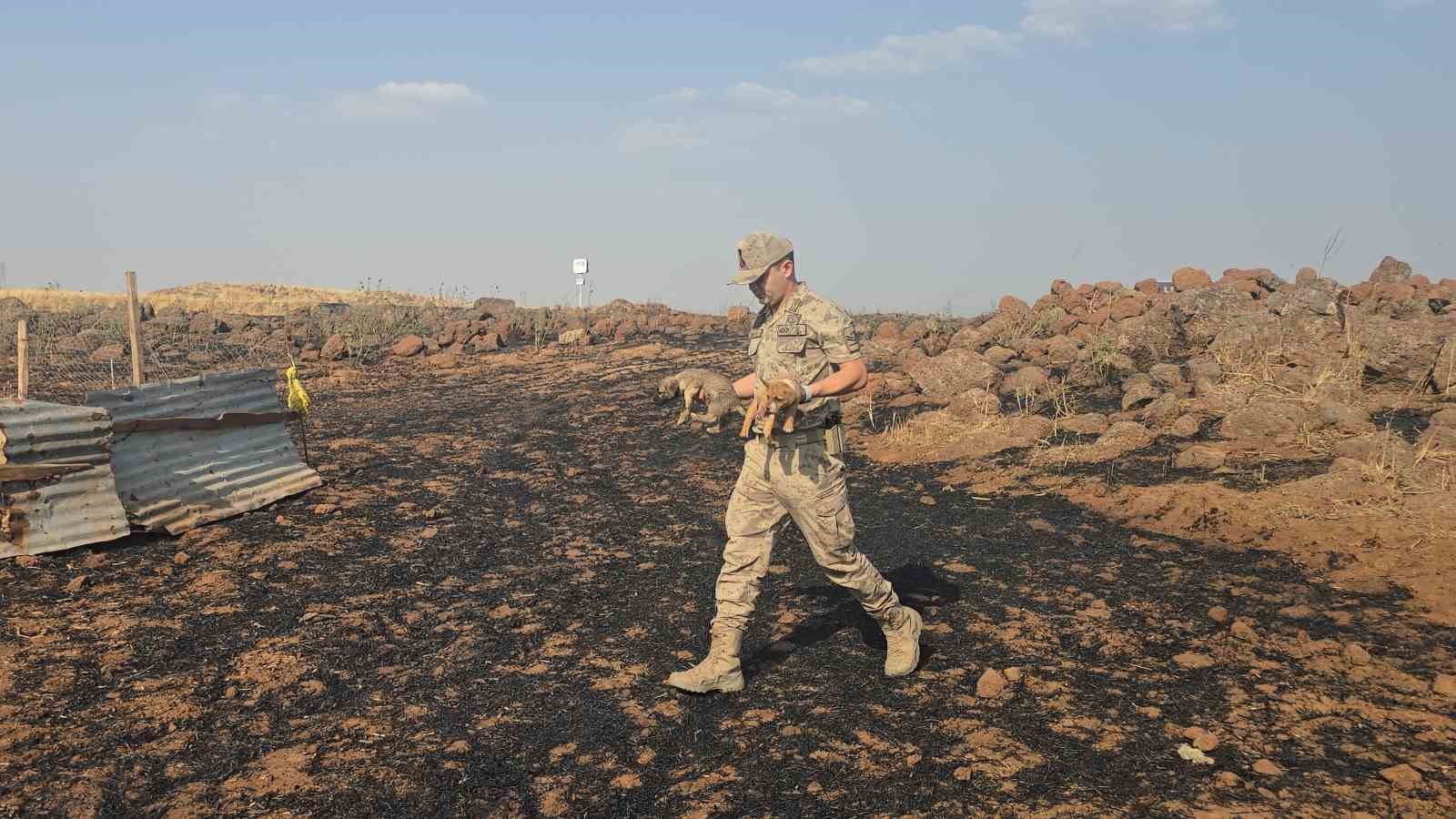 gaziantepte-aniz-yangininda-mahsur-kalan-kopekleri-jandarma-kurtardi