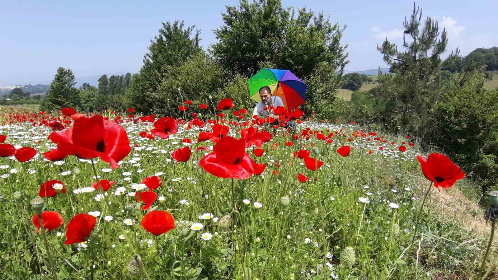 gelincik-ve-papatya-tarlasi-fotograf-tutkunlarina-gorsel-solen-sunuyor