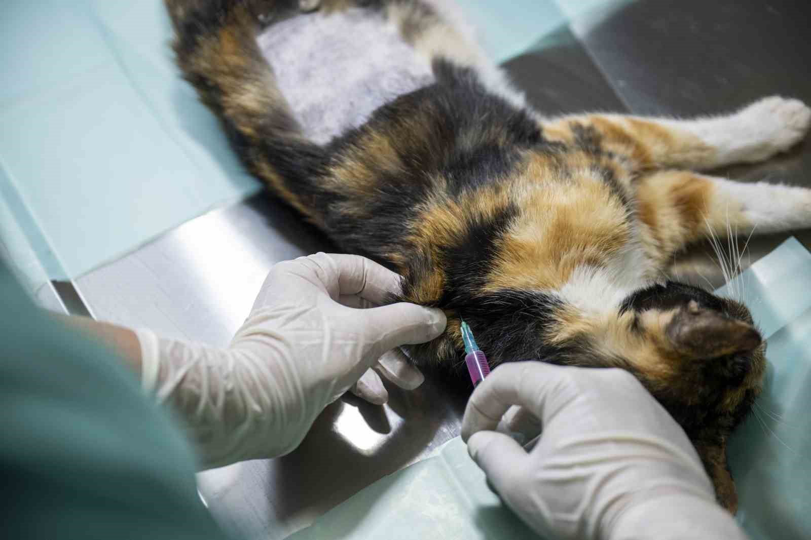 mersindeki-kedi-populasyonu-kisirlastirma-merkezi-ile-dengeleniyor