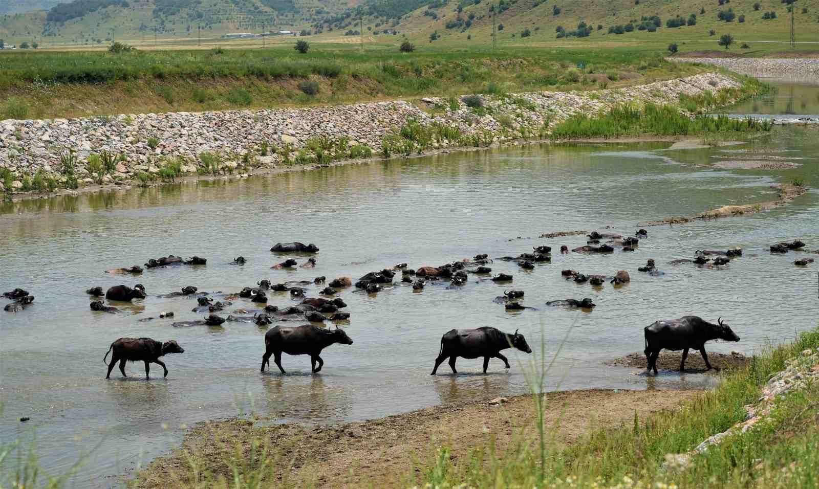 musta-mandalar-serin-suya-girerek-hastaliklara-karsi-kendini-koruyor