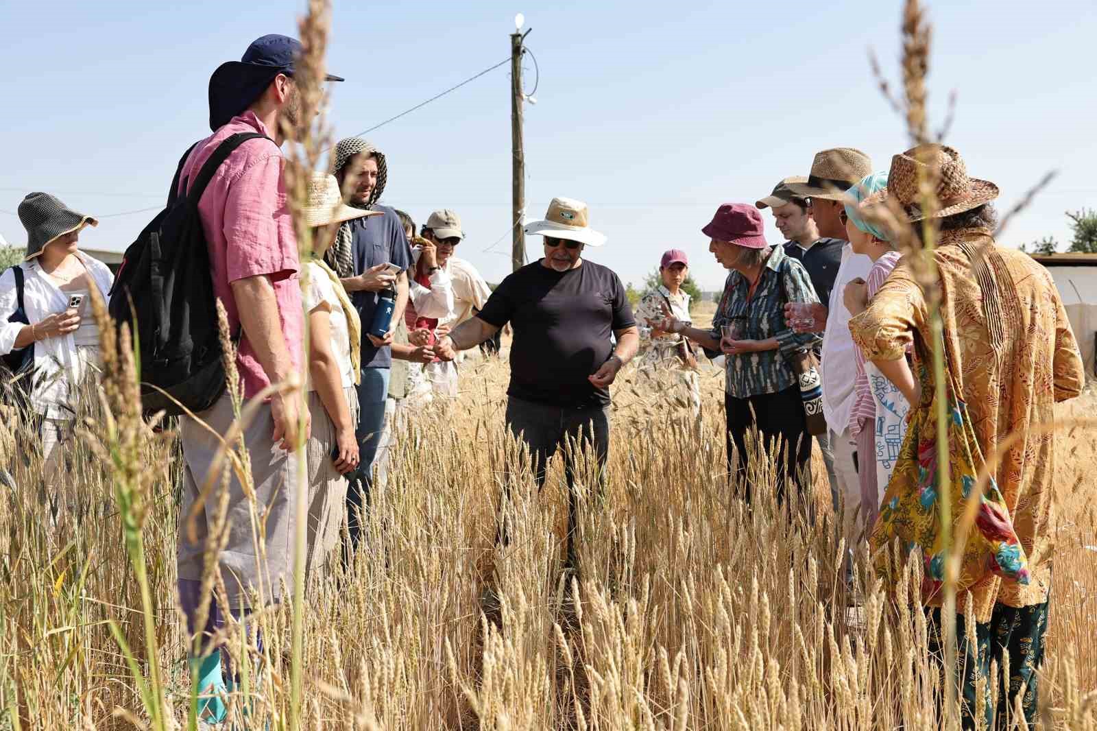 sanliurfada-uluslararasi-bugday-hasadi-festivali-basladi