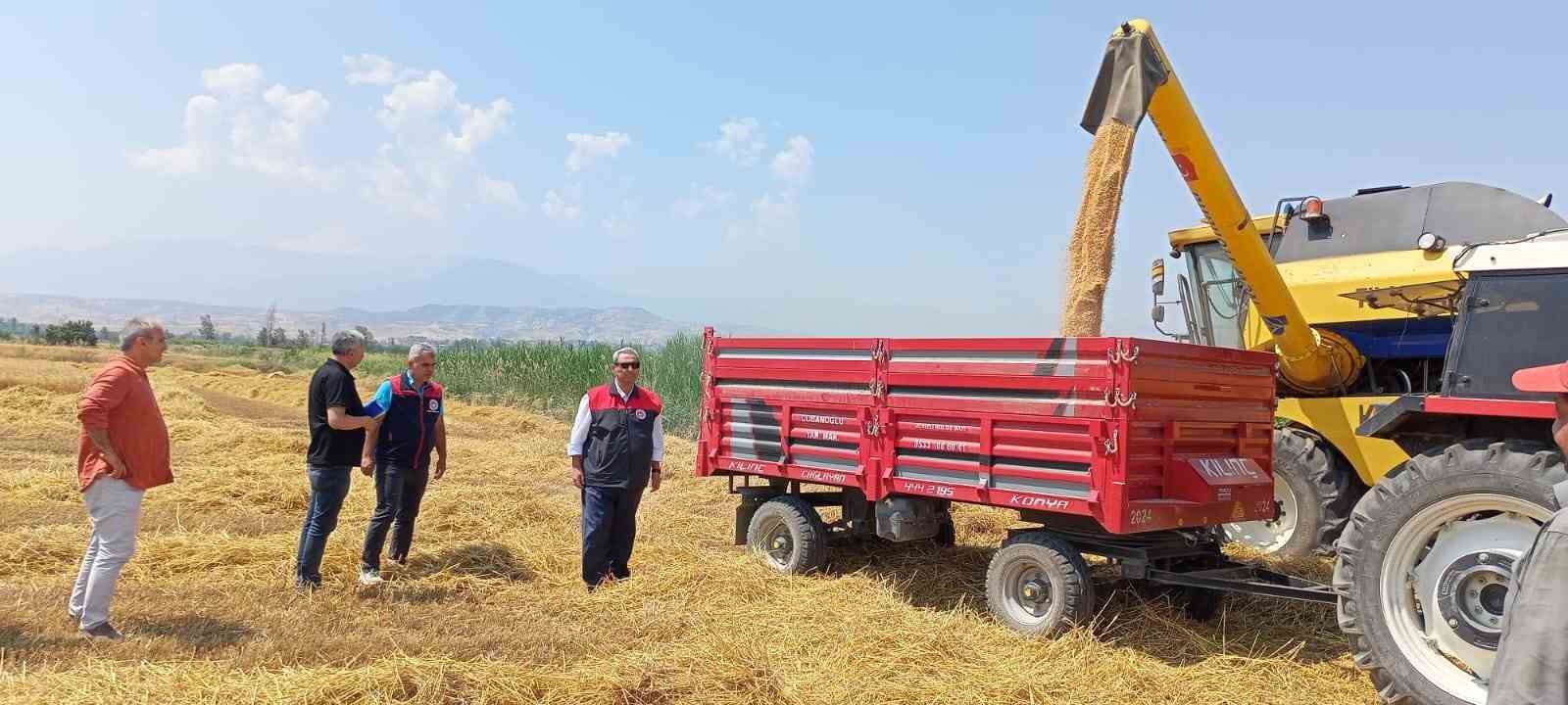 denizlide-bugday-hasadi-basladi