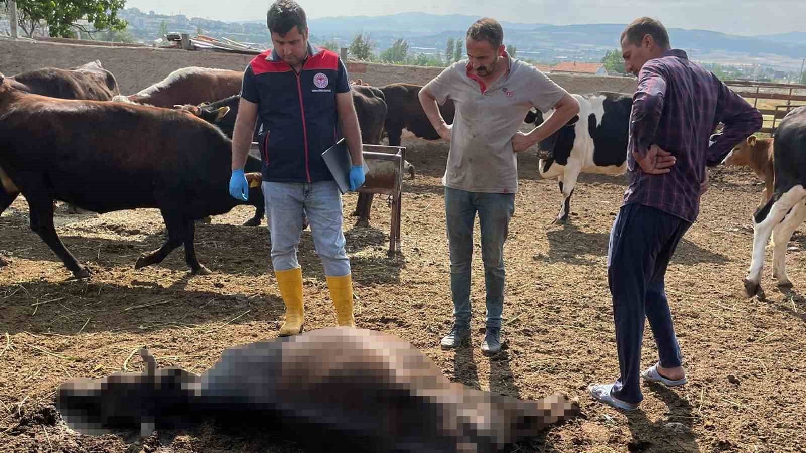kirikkalede-yildirim-dusmesi-sonucu-6-buyukbas-hayvan-telef-oldu