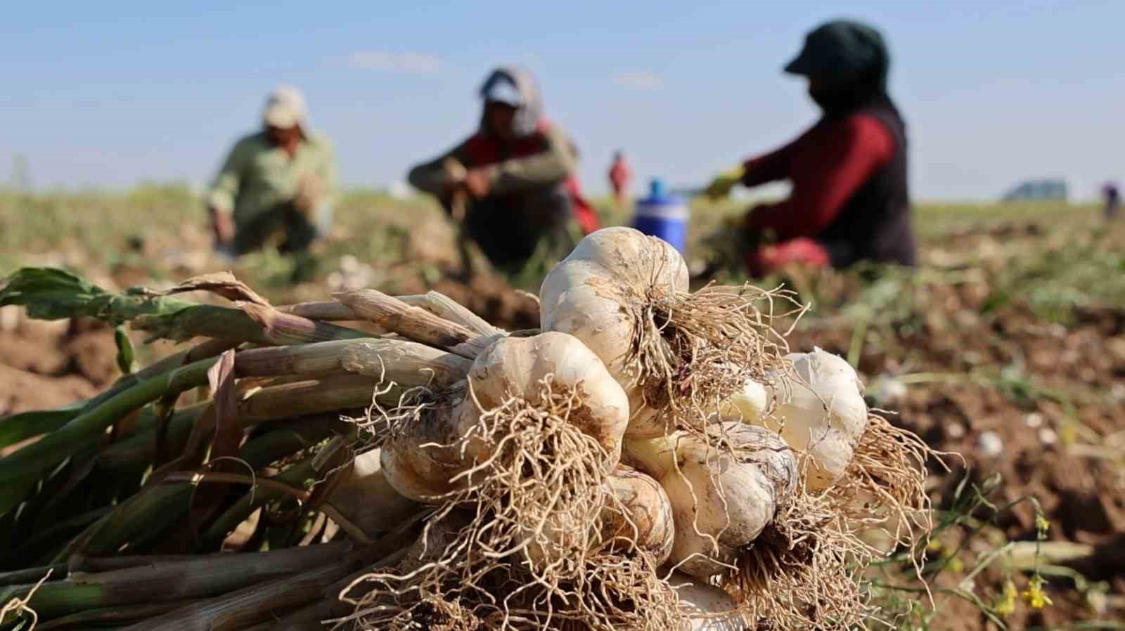 rusya-almanya-ve-ispanyanin-antibiyotigi-aksaray-sarimsaginin-hasadi-basladi