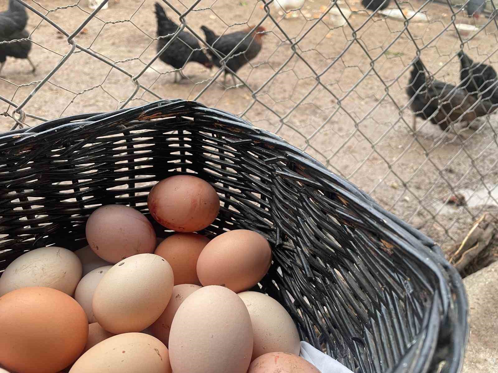 yumurta-uretimi-6-ayda-330-milyon-adet-azaldi