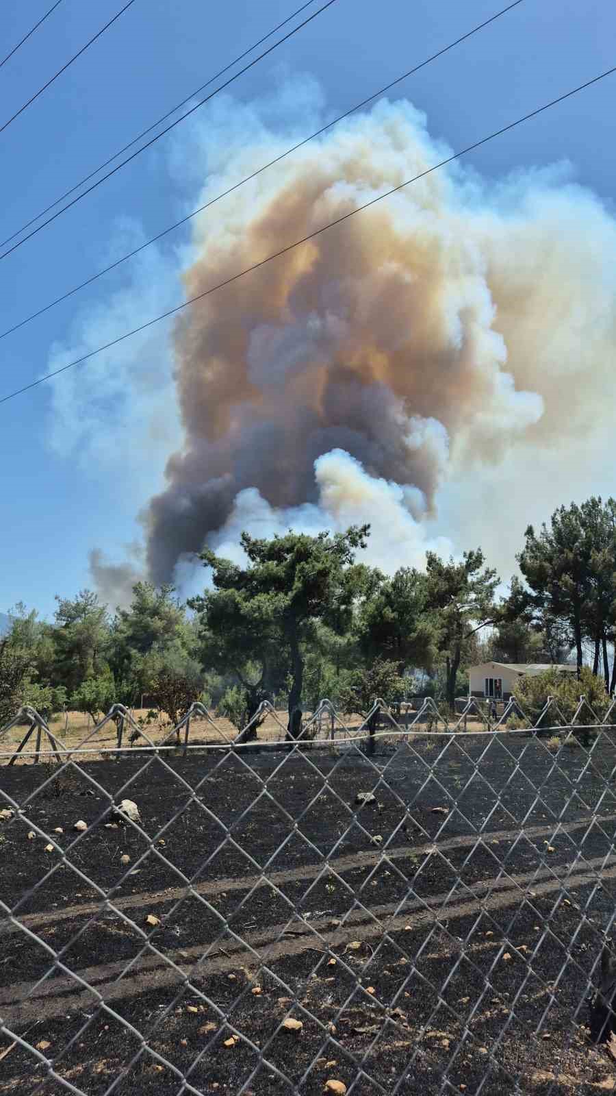 izmir-bornovada-orman-yangini