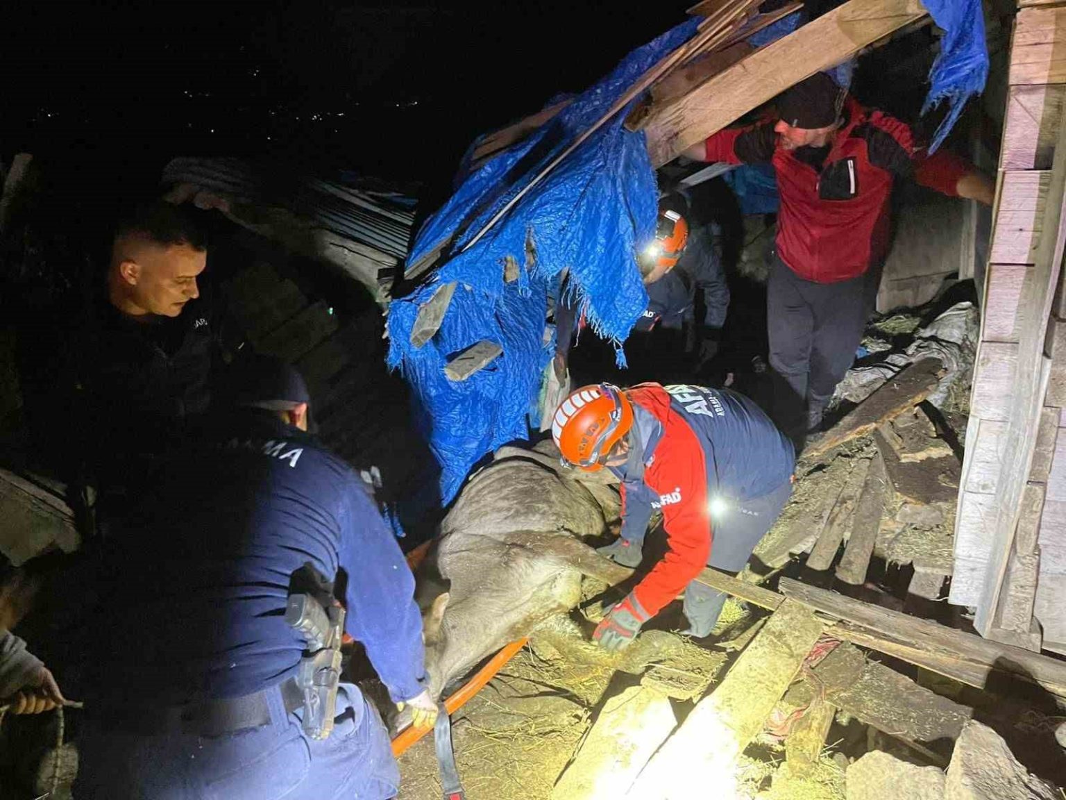 artvinde-coken-ahirda-mahsur-kalan-33-buyukbas-hayvan-kurtarildi