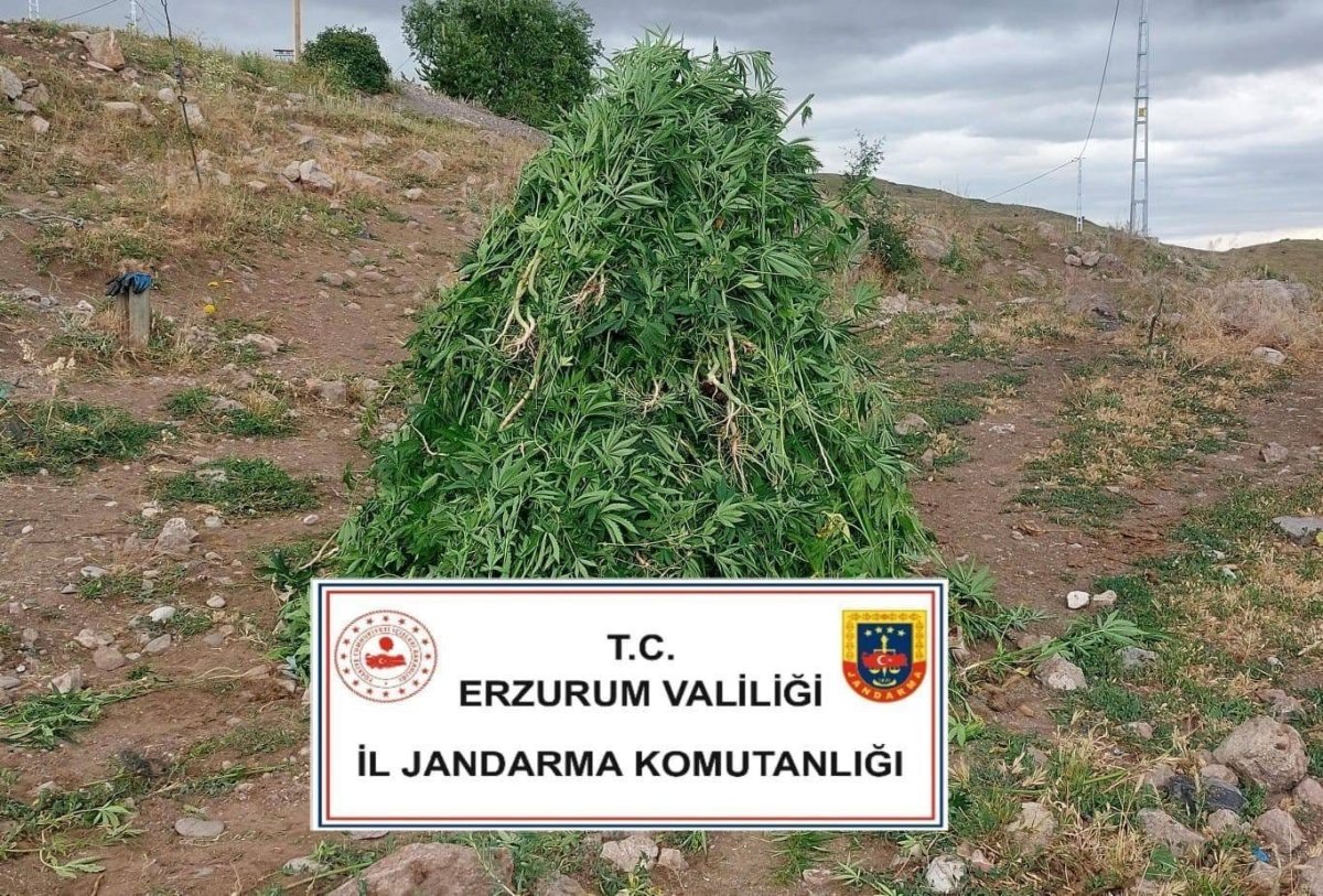 askalede-kenevir-operasyonu