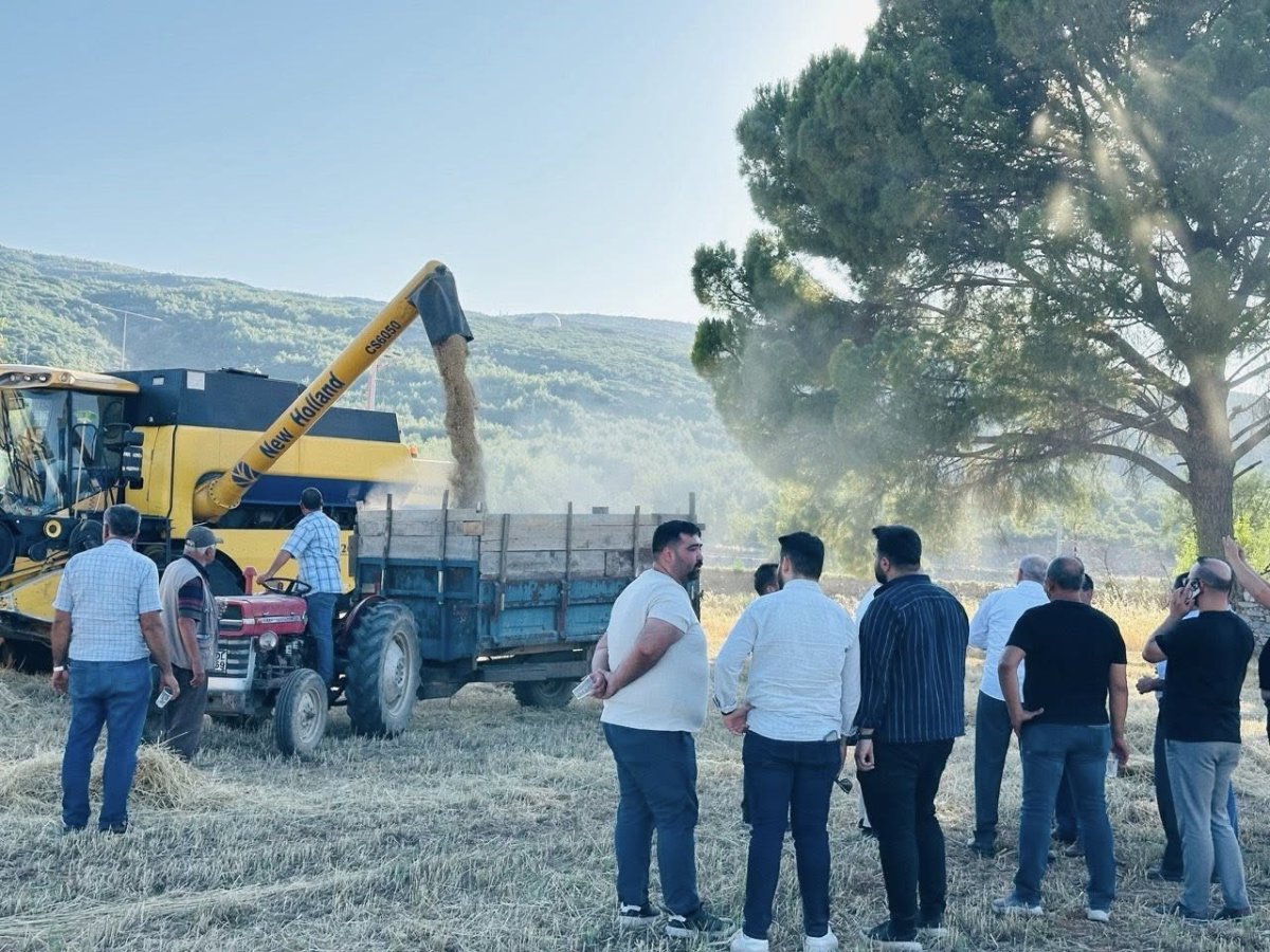 mentesede-bugday-hasadinda-sona-yaklasildi-7-bin-ton-rekolte-bekleniyor