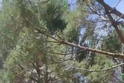 bursada-agaclik-alanda-cikan-yangina-mudahale-ediliyor