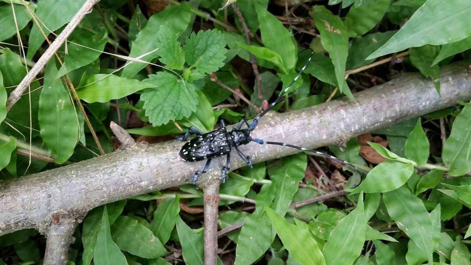 trabzonda-zararli-bocege-karsi-kimyasal-mucadele-basladi