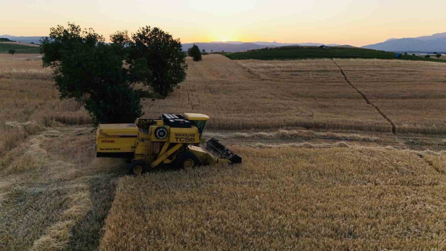 vezirkoprude-bugday-hasadi-basladi