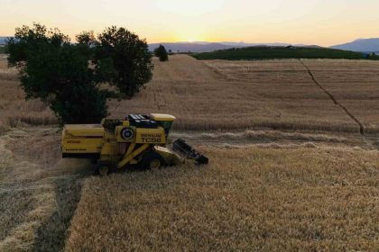 vezirkoprude-bugday-hasadi-basladi