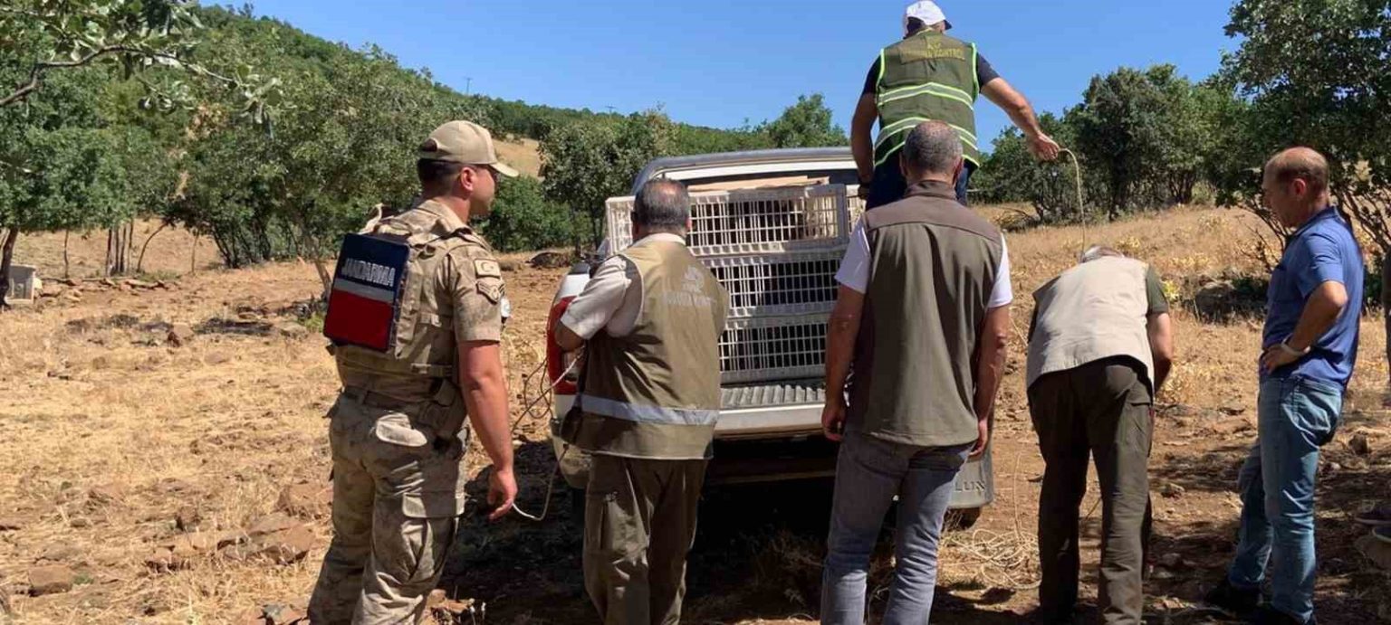 elazigda-kene-ve-zararli-boceklerle-biyolojik-mucadele-cercevesinde-dogaya-keklik-salimi-gerceklesti