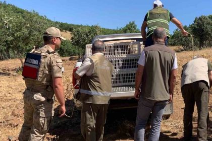 elazigda-kene-ve-zararli-boceklerle-biyolojik-mucadele-cercevesinde-dogaya-keklik-salimi-gerceklesti