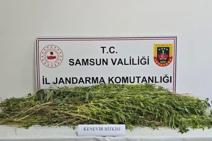 samsunda-5-bin-608-kok-kenevir-bitkisi-ele-gecirildi