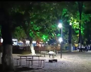 ac-kalan-domuzlar-piknik-alaninda-goruntulendi