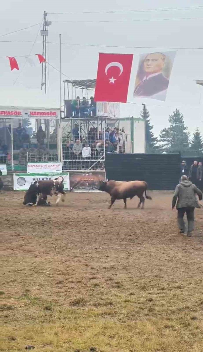 rakibinden-kacan-boga-bakicisini-boynuzla-yere-serdi