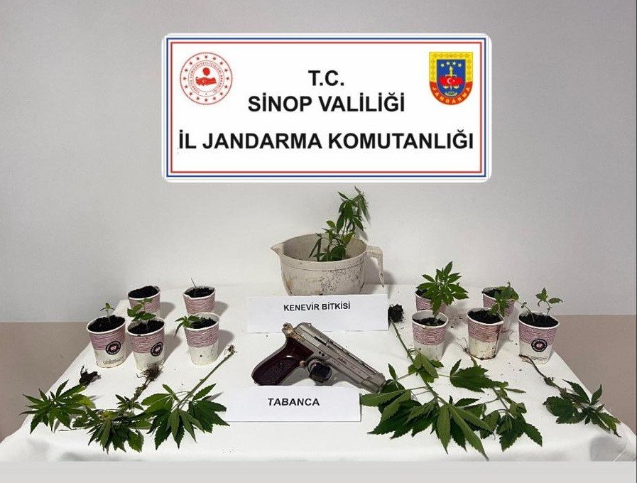 sinopta-jandarmadan-kenevir-operasyonu-4-supheliye-adli-islem