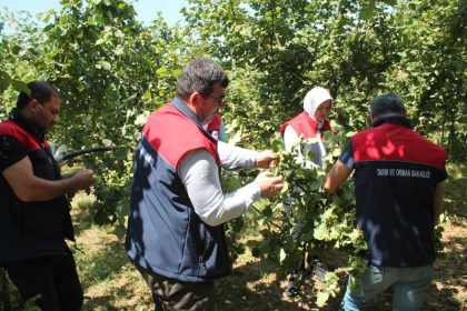 duzcede-findik-rekolte-tespiti-suruyor