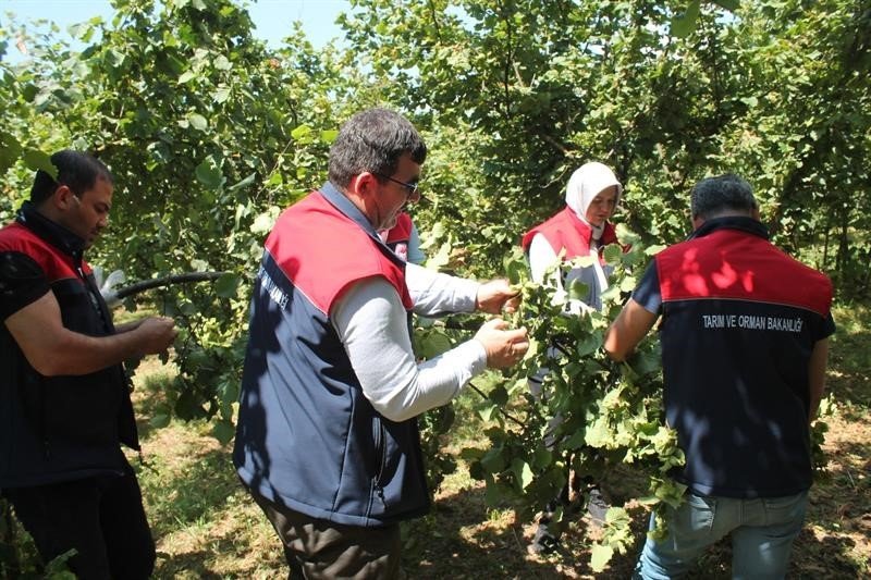 duzcede-findik-rekolte-tespiti-suruyor